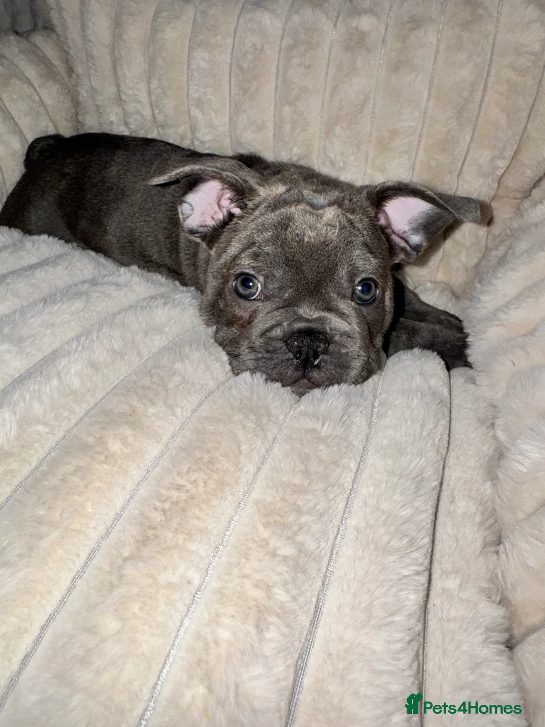 French Bulldog dogs for sale: Blue, blue fawn and platinum french bulldog  - Advert 2