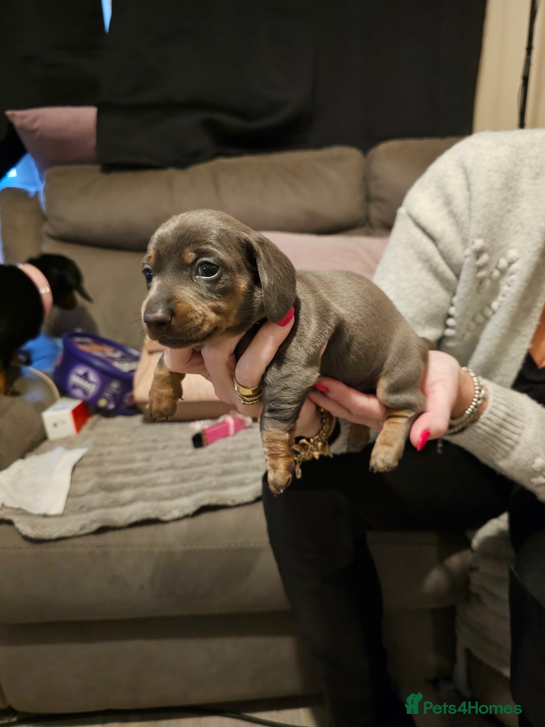 Miniature Dachshund dogs for sale: Beautiful miniature dachshund pups - Advert 7