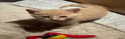 Domestic Shorthair cats for sale: Beautiful kittens raised in a family home - Advert 15