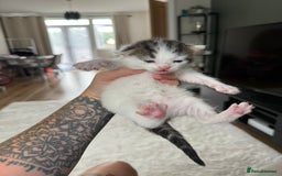 Mixed Breed cats for sale: Tabby and white kittens  - Image 8