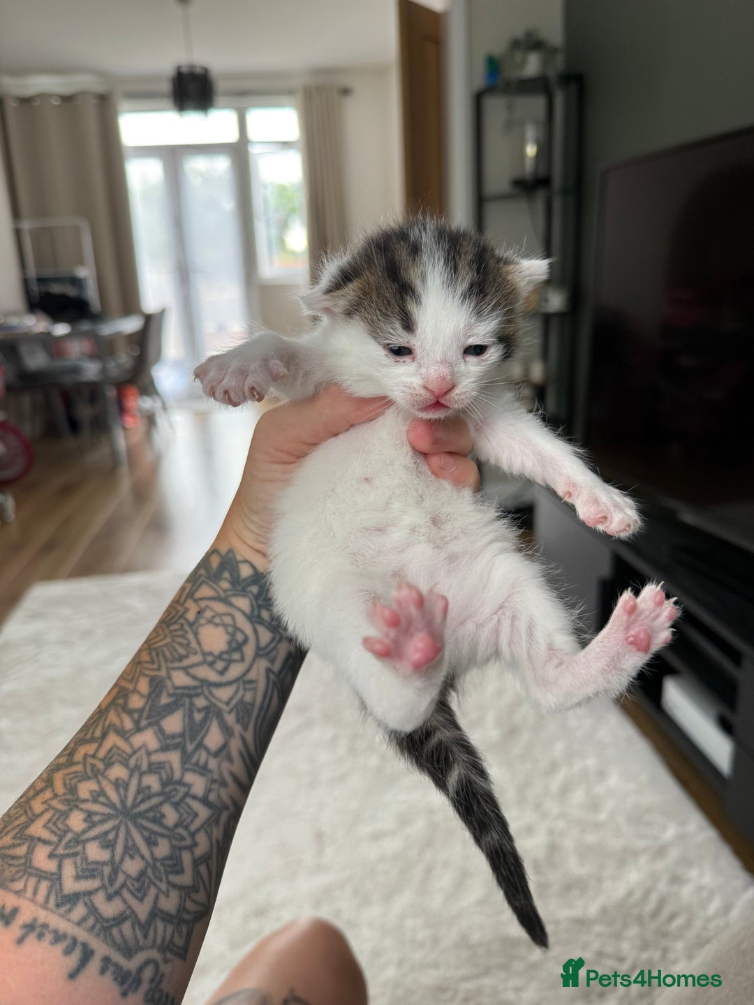 Mixed Breed cats for sale: Tabby and white kittens  - Image 8