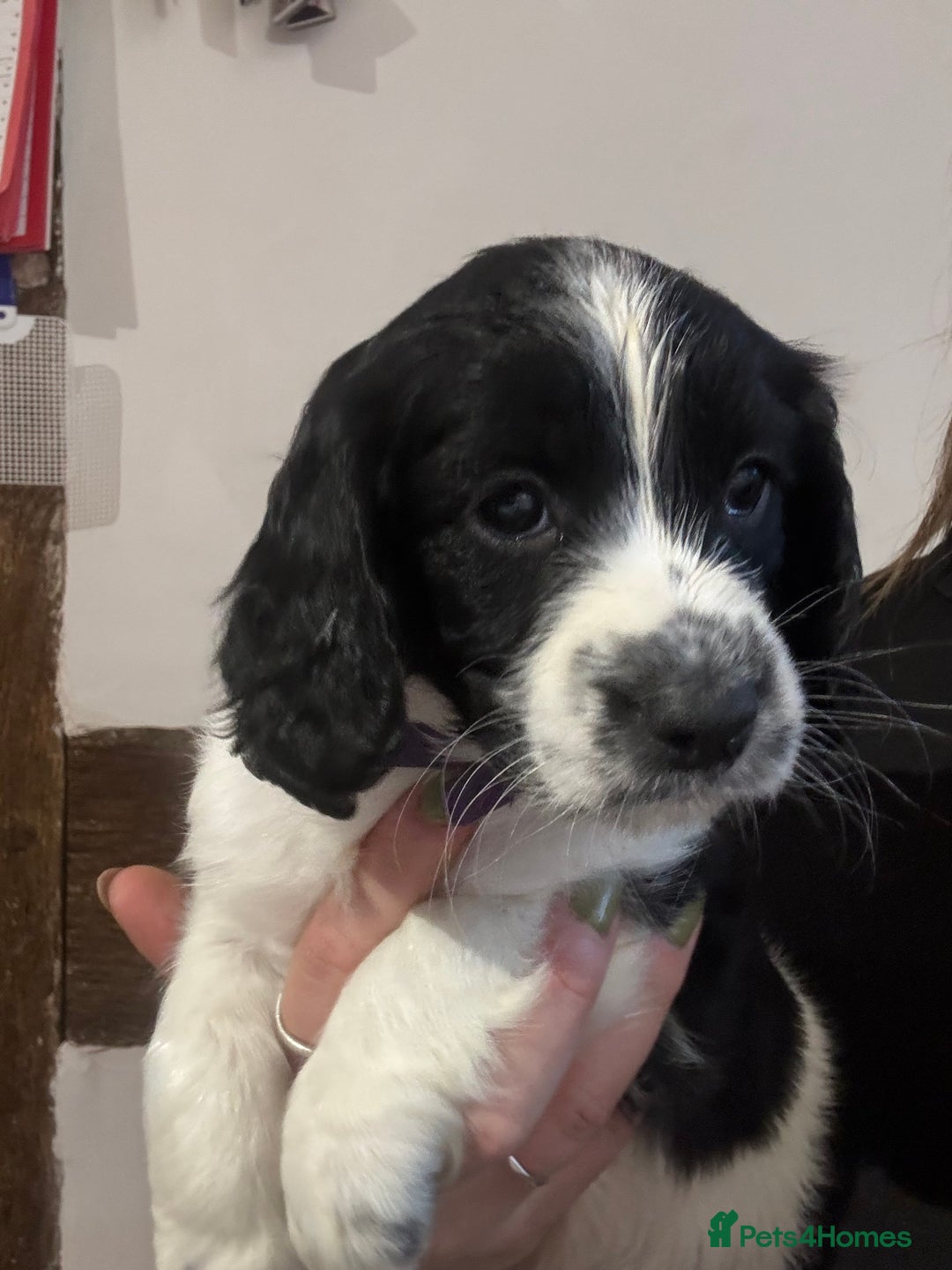 Sproodle dogs for sale: 2x cocker sproodle puppies remaining- ready 16/12 - Advert 4