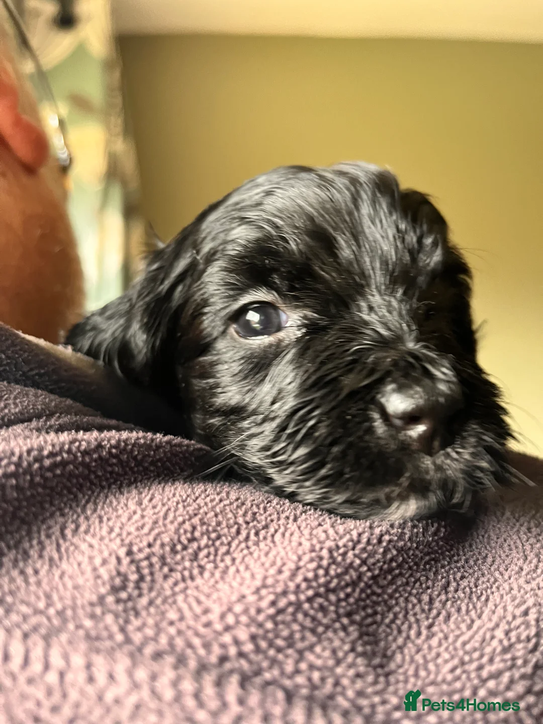 Mixed Breed dogs for sale: Stunning black Australian labradoodle pups - Advert 10