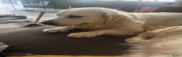 Golden Retriever dogs for sale: 9 exceptional Golden retriever  - Advert 10