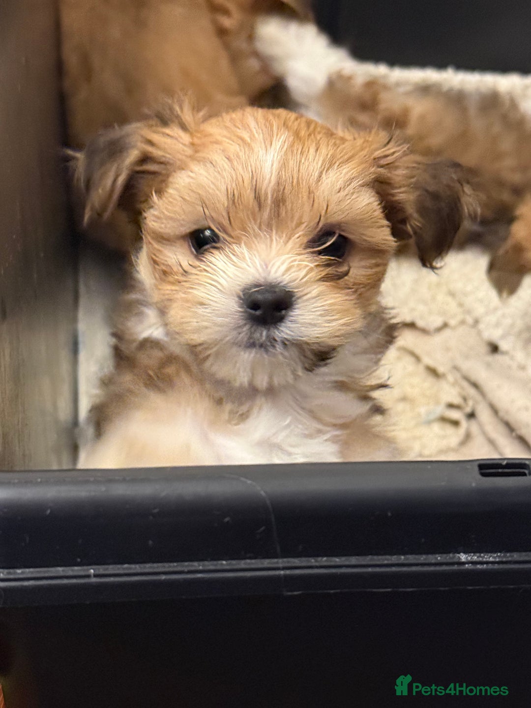 Lhasa Apso dogs for sale: Beautiful Lhasa apso pups - Advert 7