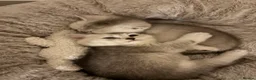 British Shorthair cats for sale: 4 british shorthair kittens in Ruislip - Advert 4