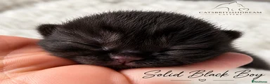 British Shorthair Solid black boy 1