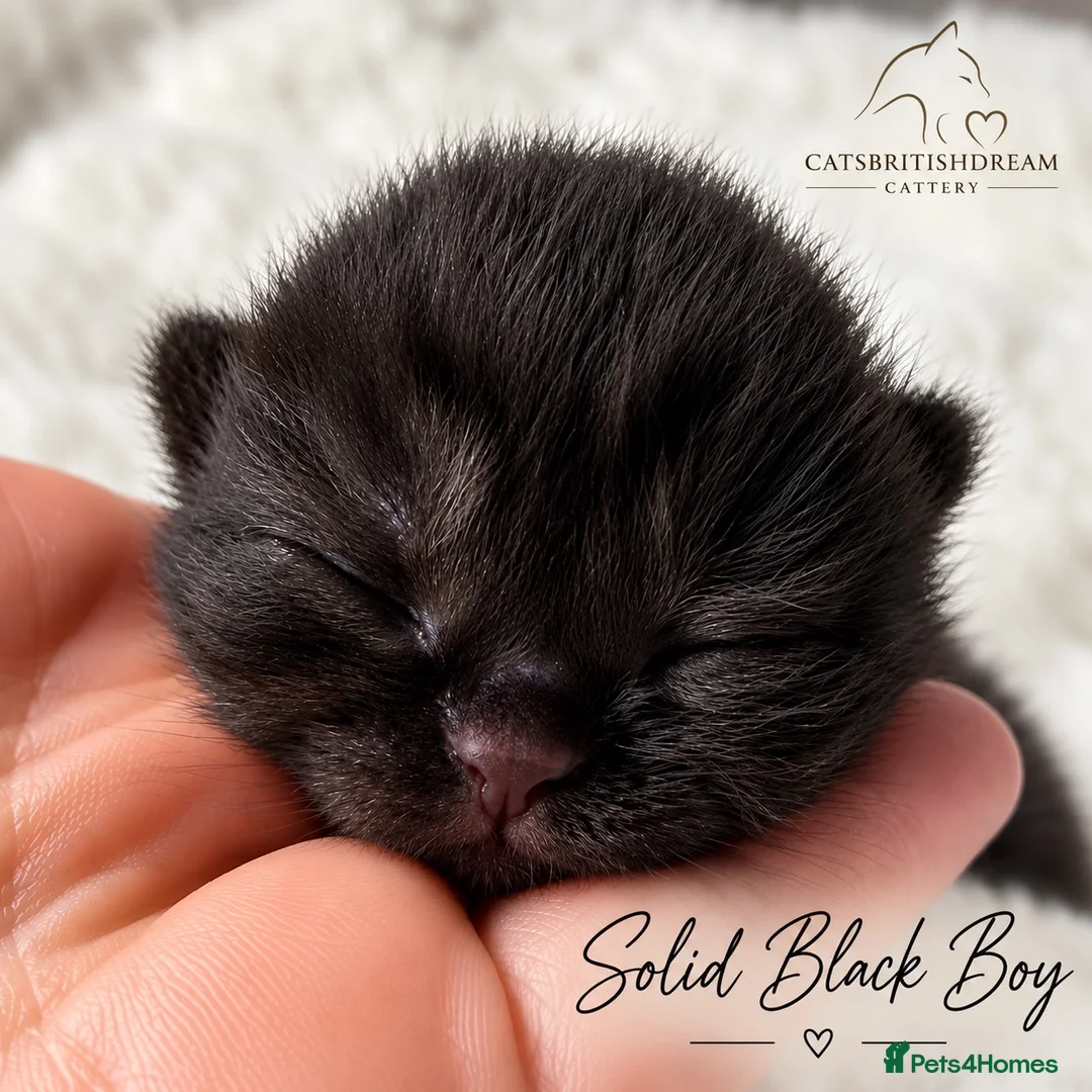 British Shorthair cats for sale: 🏆Champions line🏆BSH Kittens Tica reg  - Advert 10