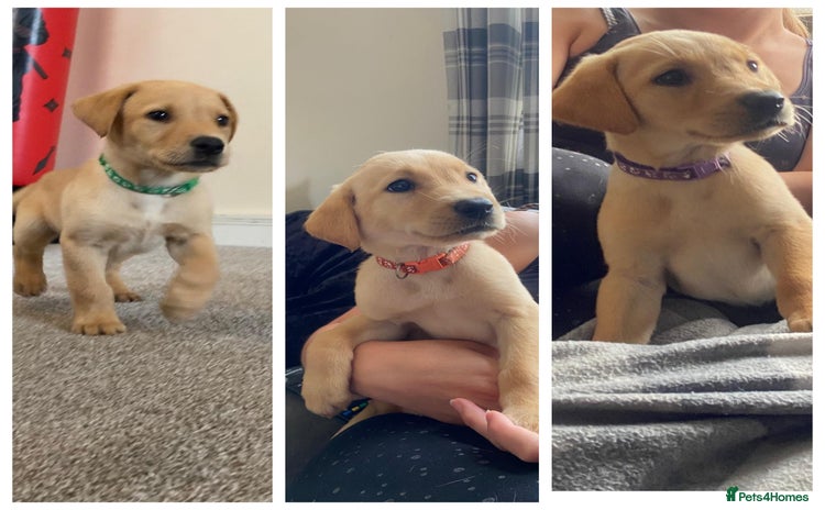 Labrador Retriever dogs - Advert 4