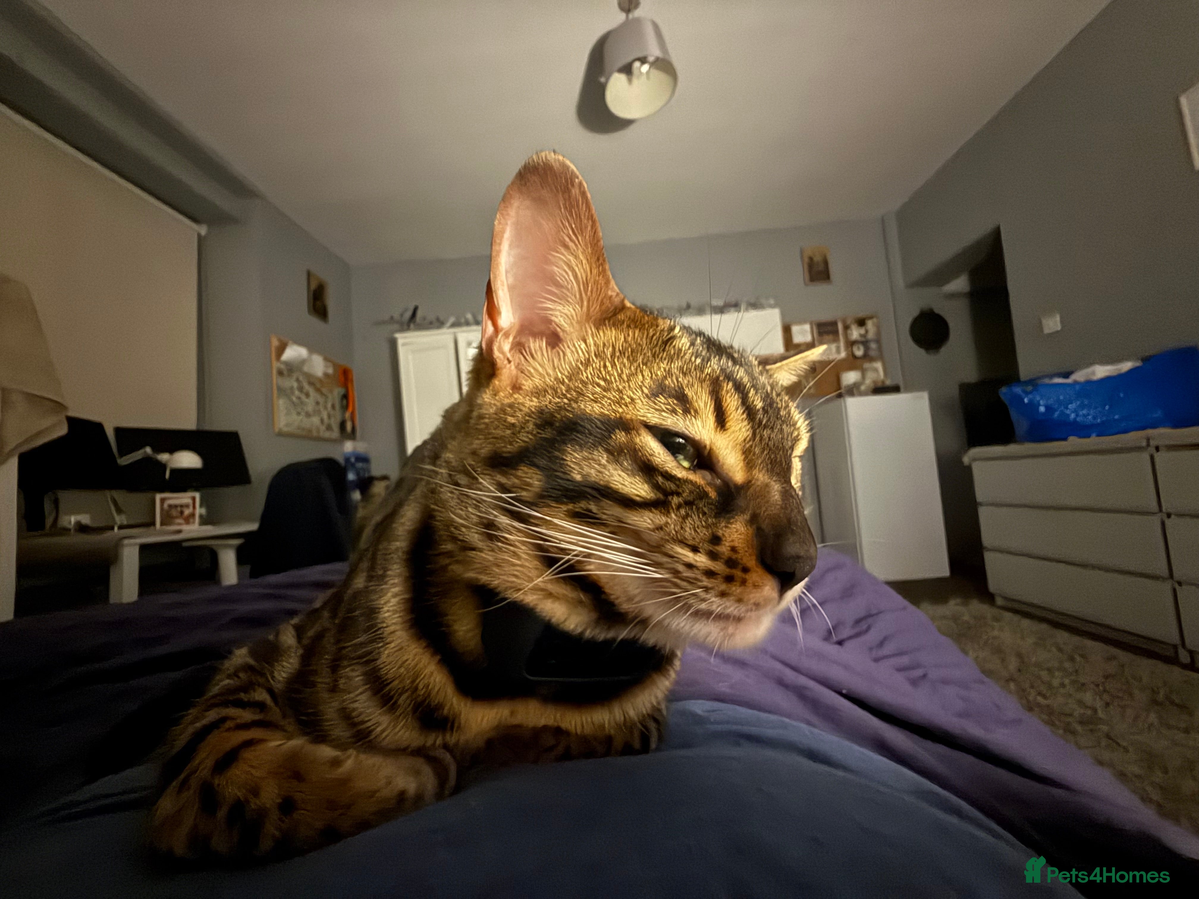 Bengal cats Stunning Bengal for stud - Advert 5