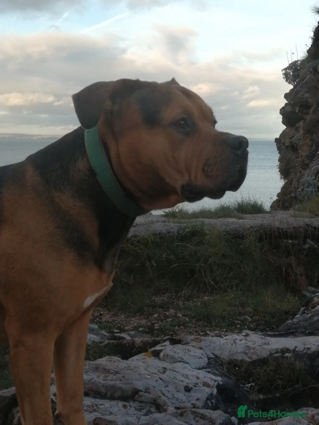 Gallery Image {{count}}