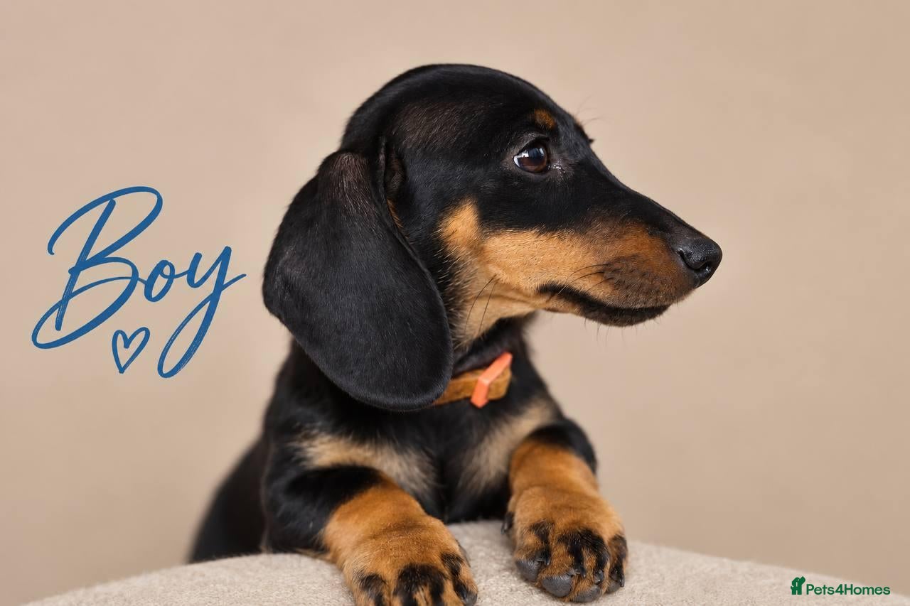 Miniature Dachshund dogs Pra clear miniature dachshund  - Advert 7