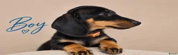 Miniature Dachshund dogs for sale: Pra clear miniature dachshund  - Advert 14
