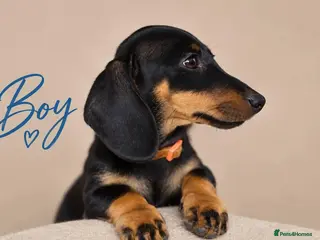 Miniature Dachshund dogs Pra clear miniature dachshund - Advert 7
