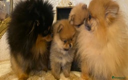 Pomeranian dogs for sale: Super tiny Pomeranian female - Image 4