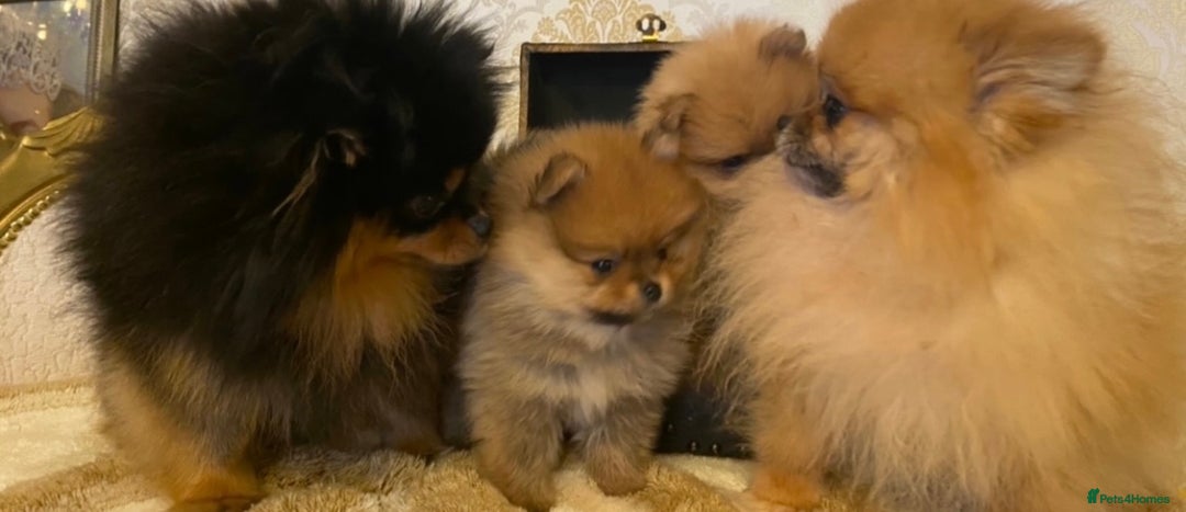 Pomeranian dogs for sale: Super tiny Pomeranian female - Image 4