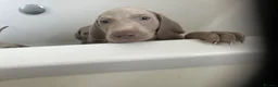 Weimaraner dogs for sale: Weimaraner pups, kc reg , 7 boys , 2 girls - Advert 17