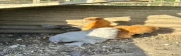 Chickens poultry for sale: Point of lay chickens for sale - Advert 5
