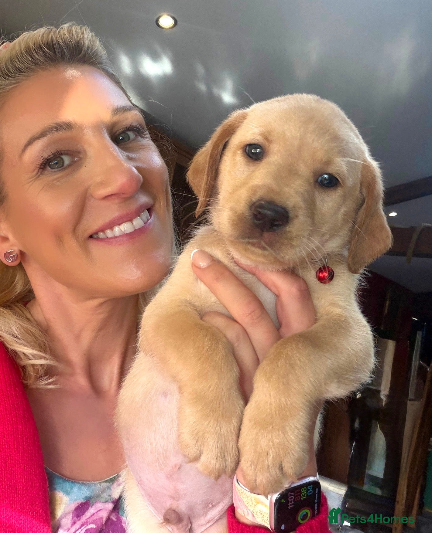 Labrador Retriever dogs Final 3 boys available 🐾 Pedigree KC Reg labs❤️ - Advert 6