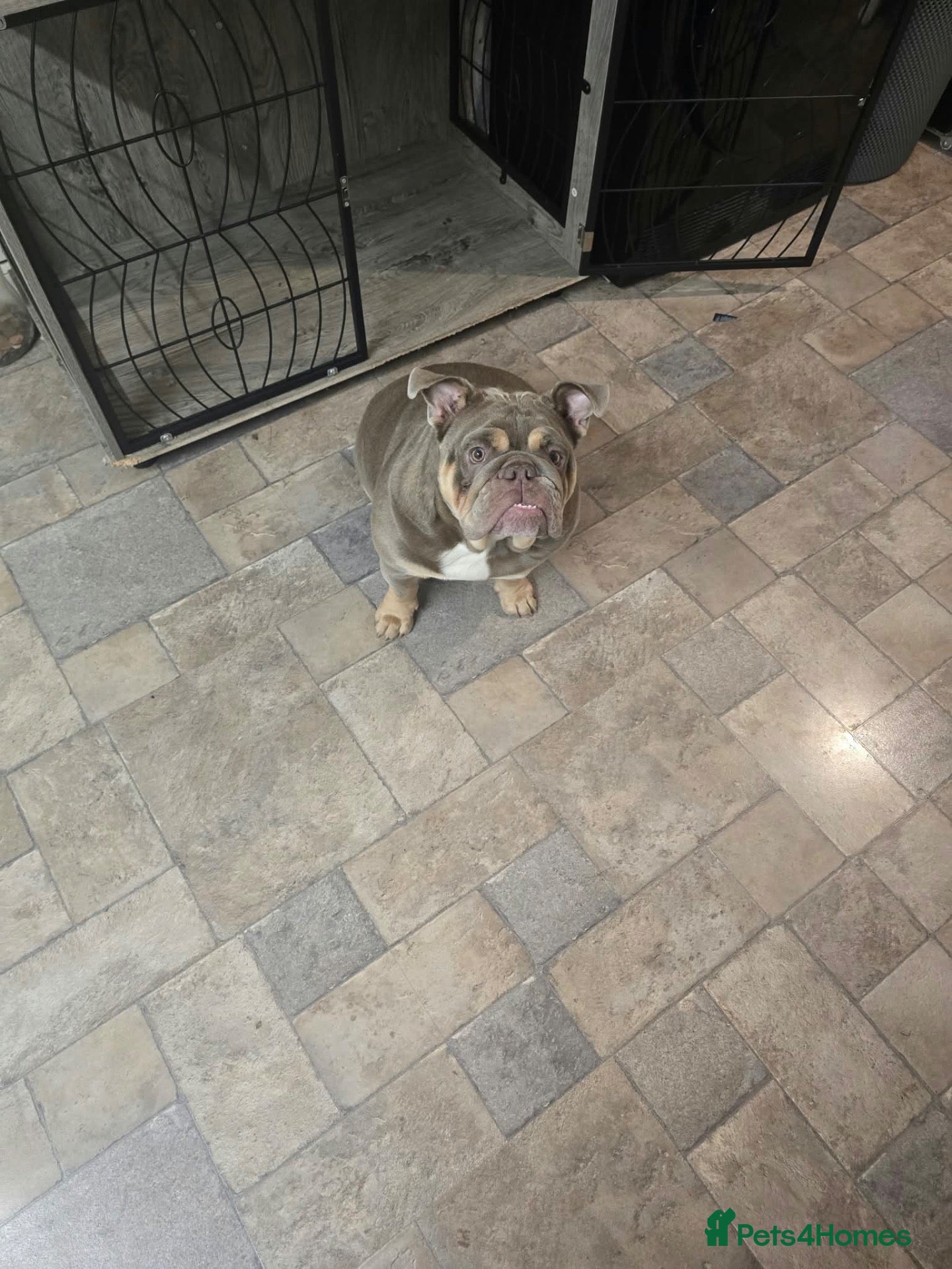 English Bulldog dogs English bulldog 12month female - Advert 4