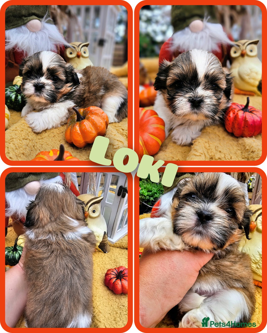 Shih Tzu dogs for sale: Shih tzu puppies - purebreed - licenced breeder  - Image 4