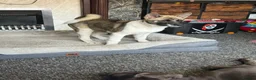 Akita dogs for sale: female akita puppy  - Advert 1