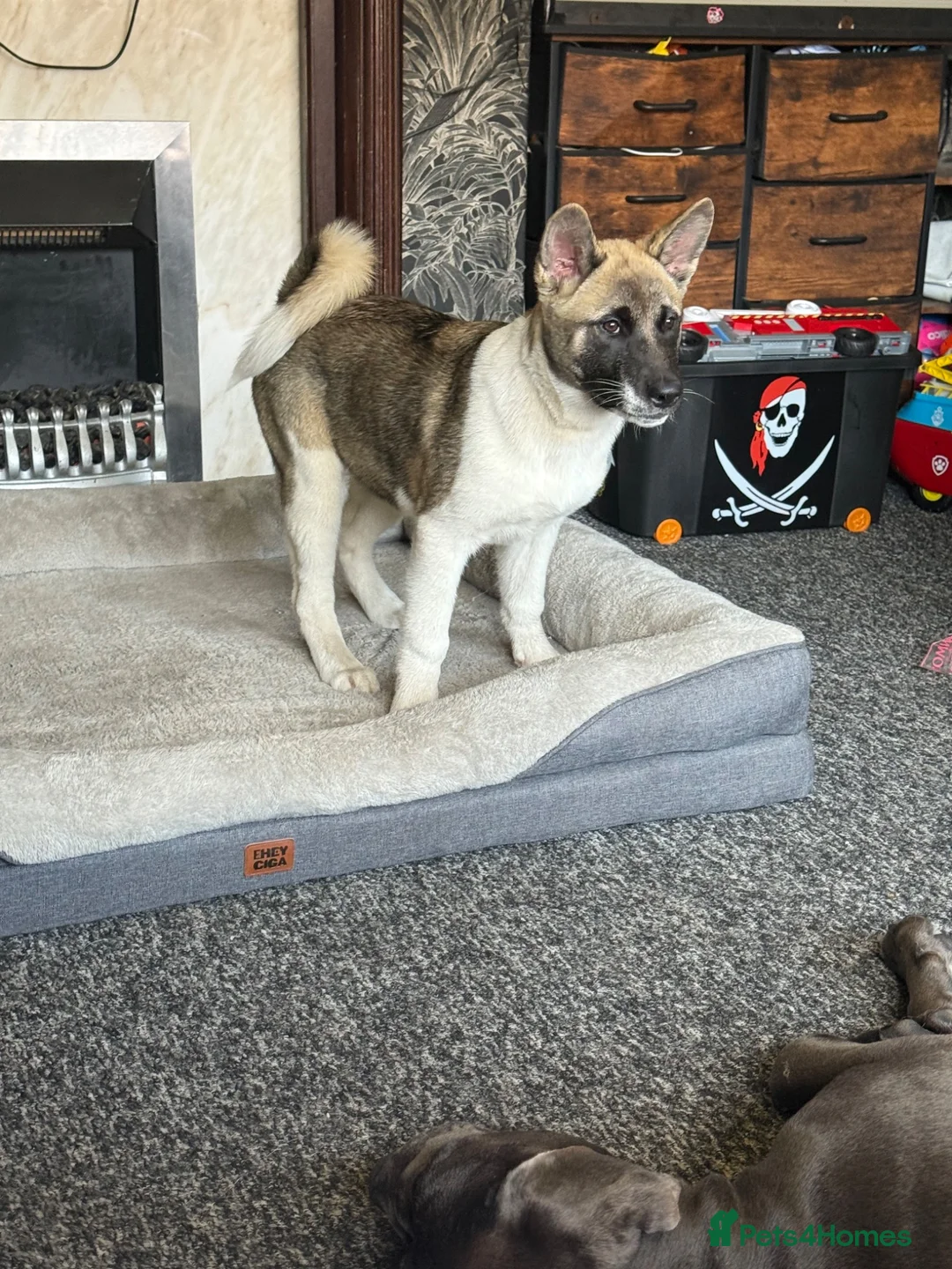 Akita dogs for sale: female akita puppy  - Advert 1