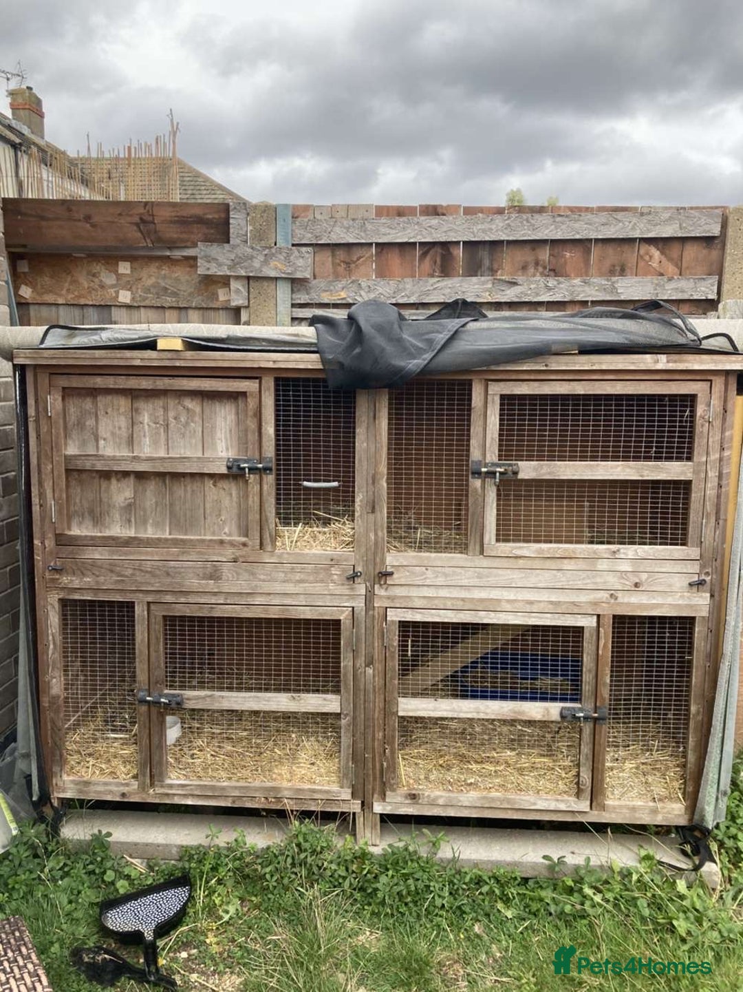 French Lop rabbits for sale: two mini french lops  - Image 4