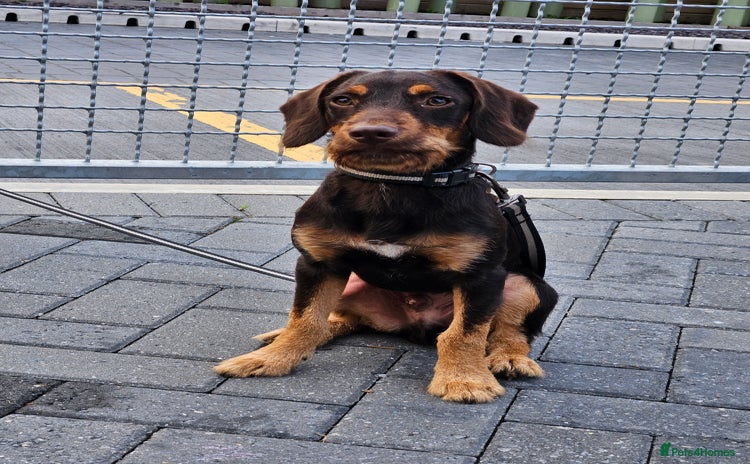 Mixed Breed dogs - Advert 2