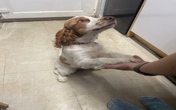 Sprocker dogs for sale: Female Cocker x Springer Puppy For Sale - Advert 5