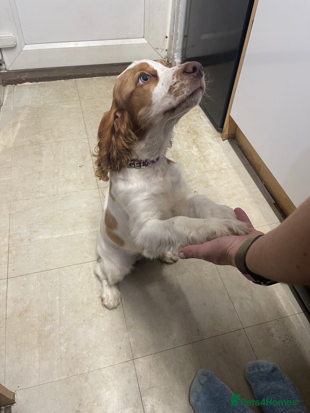 Sprocker dogs for sale: Female Cocker x Springer Puppy For Sale - Advert 5