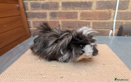 Guinea Pig rodents for sale: Longhaired Guinea Pigs- 2 sows, 1 boar - Image 5