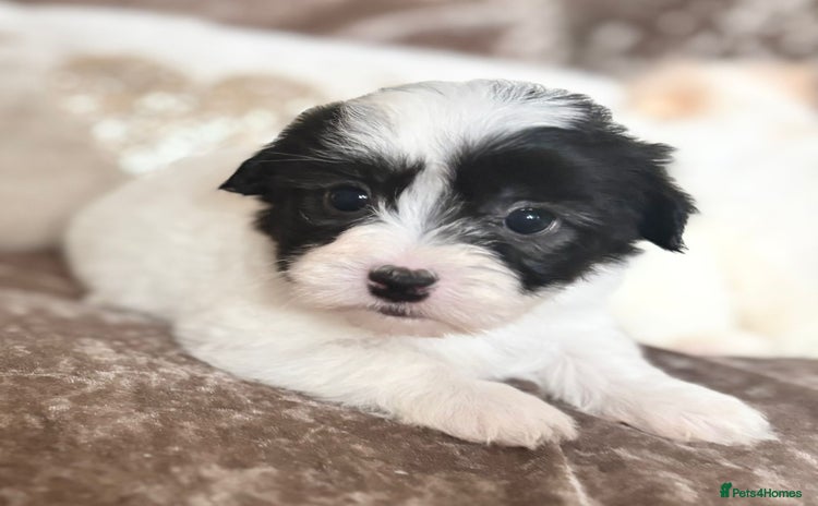 Coton De Tulear dogs - Advert 2