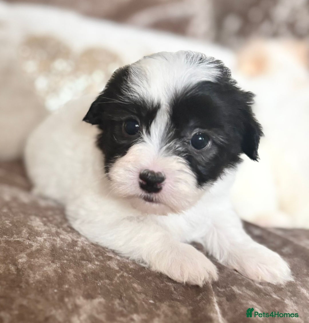 Coton De Tulear dogs for sale: Coton de Tulear puppies  - Image 1