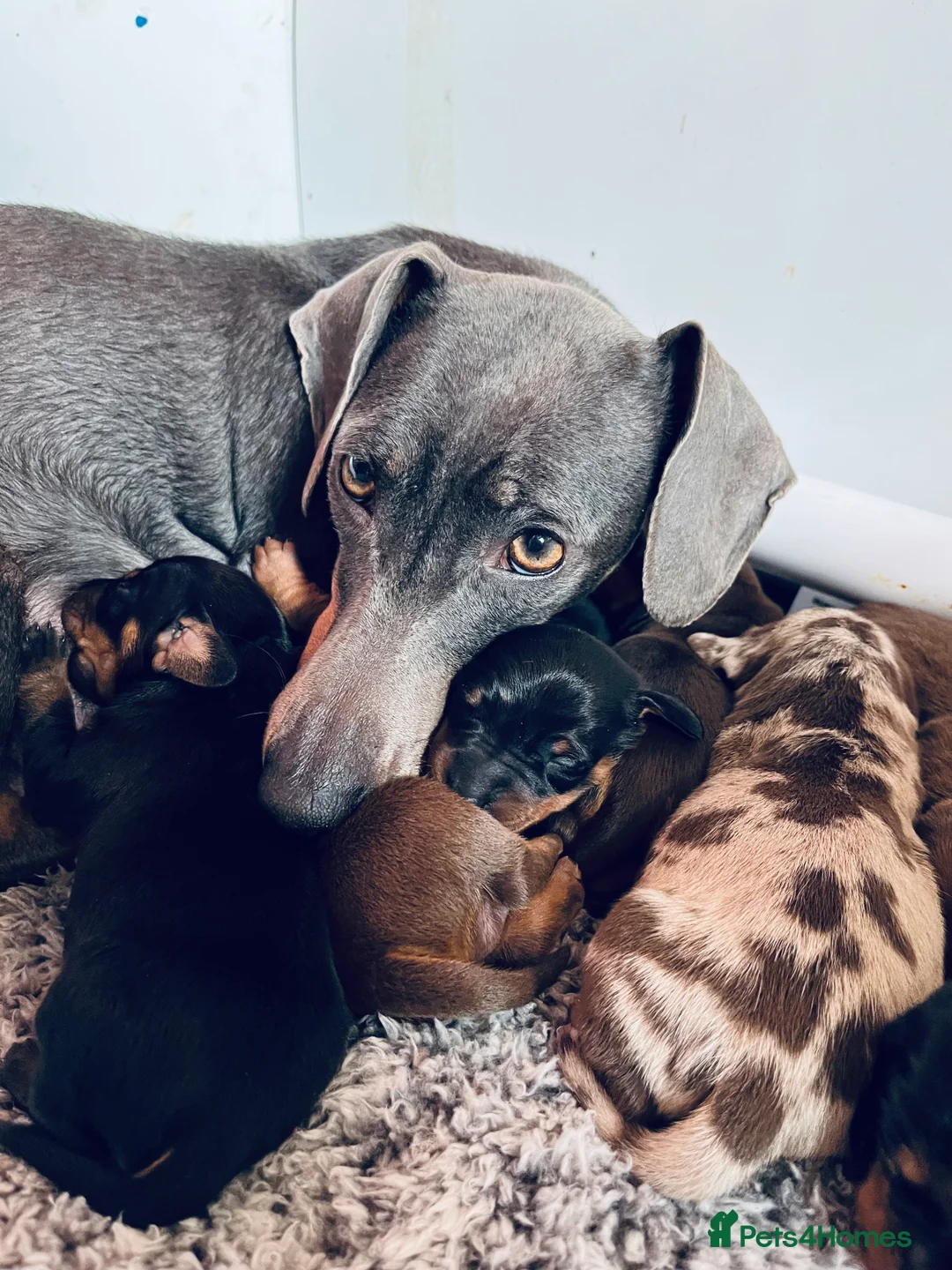 Miniature Dachshund dogs for stud: PROVEN KC Miniature Dachshund Stud in Derby - Advert 7