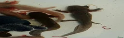 Axolotl reptiles for sale: Baby axolotls - Advert 5
