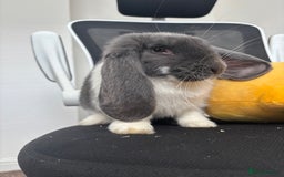 French Lop rabbits for sale: Appa - Male French Lop - Image 4