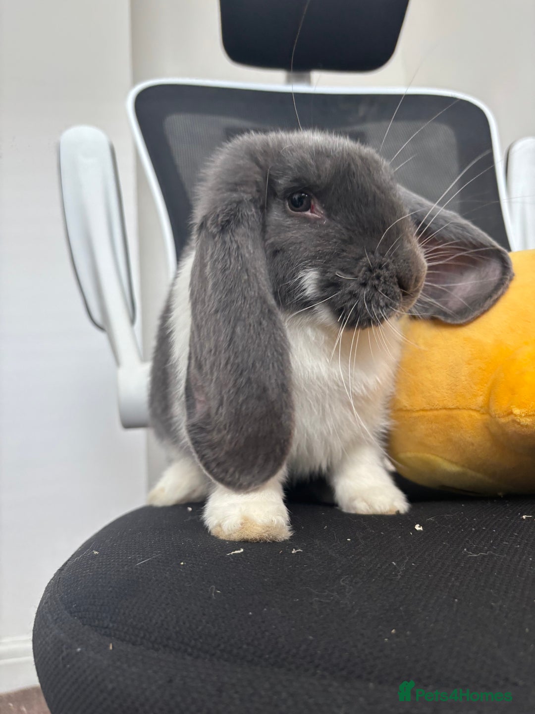 French Lop rabbits for sale: Appa - Male French Lop - Image 4