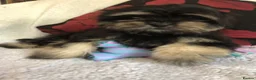 Malshi dogs for sale: shihtzu x maltese puppies for sale  - Advert 9