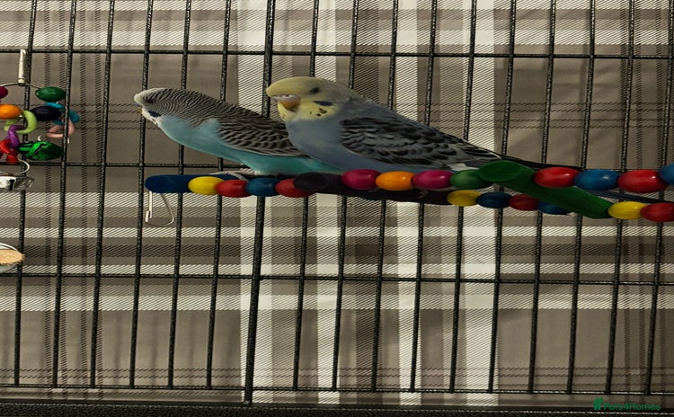 Budgerigars birds - Advert 9