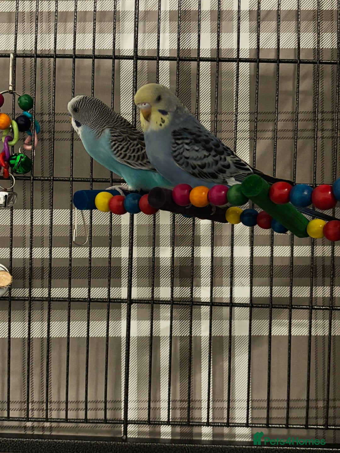 Budgerigars birds for sale: 2 budgies with full set up  - Image 1