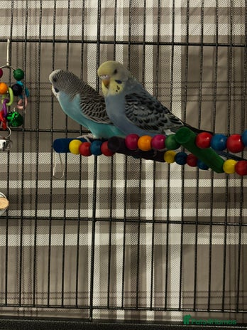 Budgerigars birds - Advert 1
