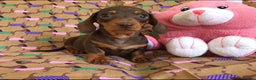 Miniature Dachshund dogs for stud: Mr Brown VERY SMALL Health tested KC reg Stud in Romford - Advert 3