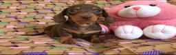Miniature Dachshund dogs for stud: Mr Brown VERY SMALL Health tested KC reg Stud in Romford - Advert 3