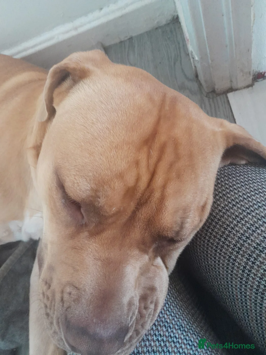 Mixed Breed dogs for sale: Sunny  - Advert 5