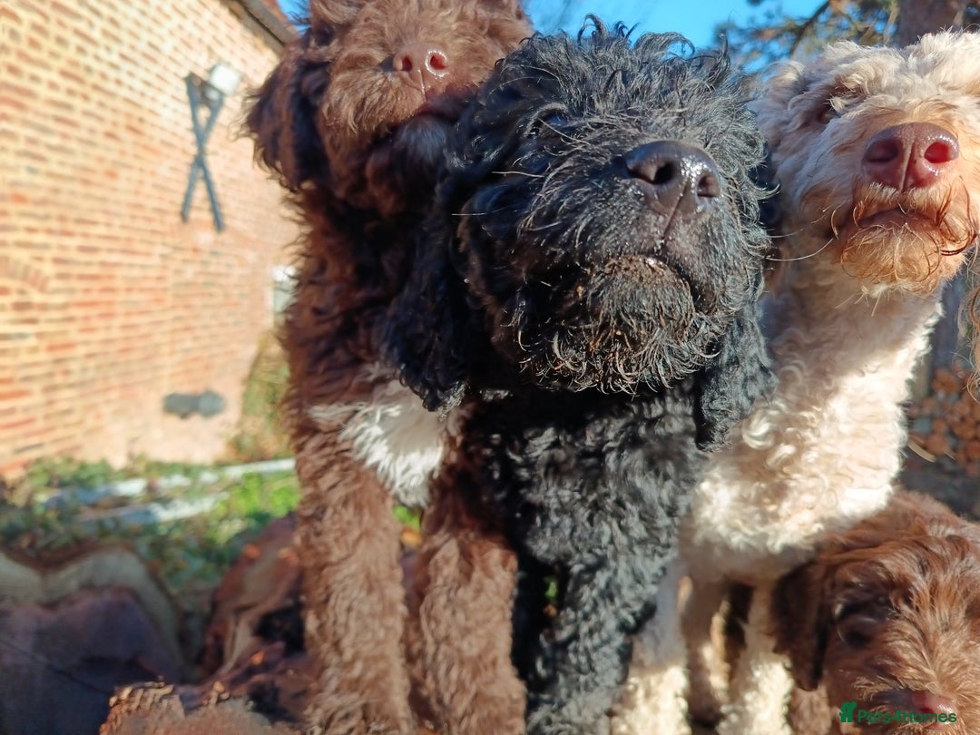 Australian Labradoodle dogs for sale: Health Tested ✔️ BOTH✔️ Parents HIP& ELBOW scored - Advert 16