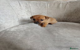 Mixed Breed dogs for sale: Four Little Ones:Sweet Female Puppies Seeking Home - Image 14