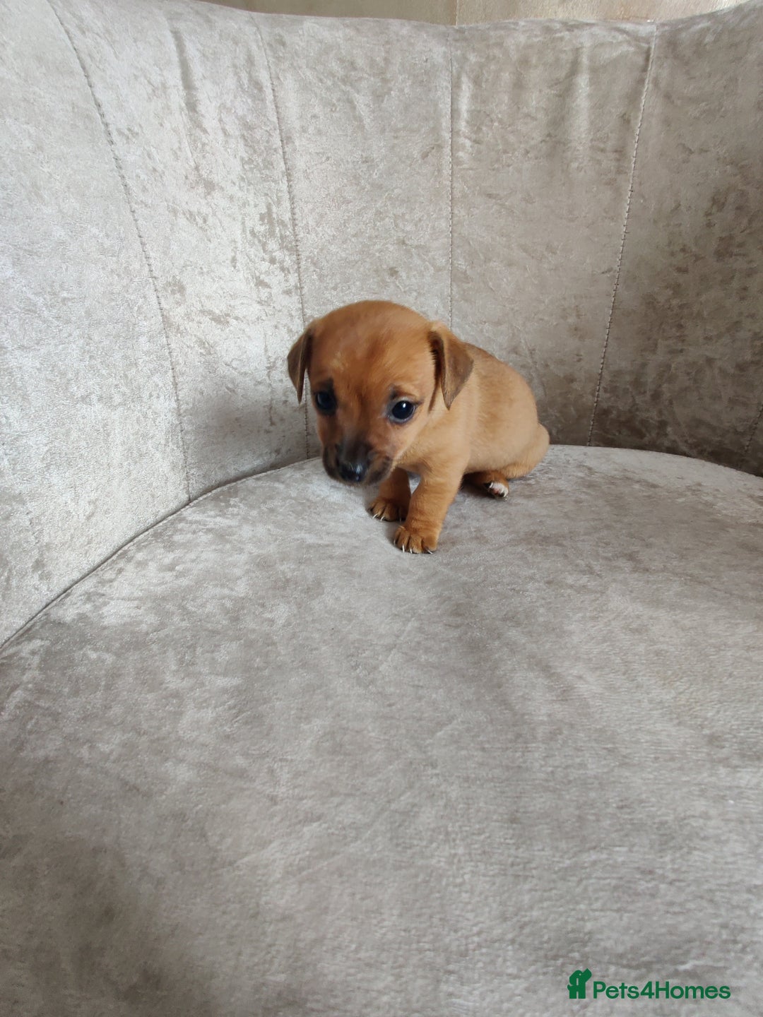 Mixed Breed dogs for sale: Four Little Ones:Sweet Female Puppies Seeking Home - Image 14
