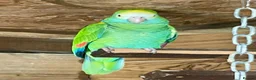 Parrots birds for sale: Yellow shoudered amazon - Advert 5