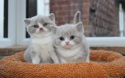 British Shorthair cats for sale: Champion Parents - Bi Colour  British Shorthair  - Image 11
